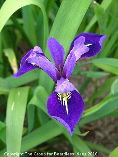 Fourfold Blue 1